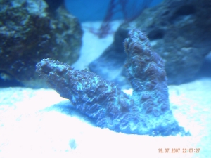 corals 7