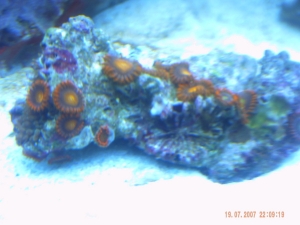 corals 8
