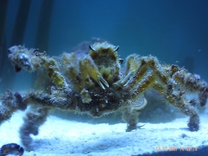 corals 9