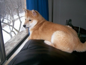 perch