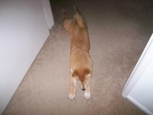 belly crawl