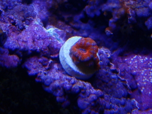 acan