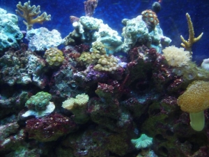Upclose shot 2 - 3-20-10