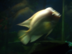Mr. Red Devil - Current Age/Size/Weight: 12+years, 15", 4-5 lbs
