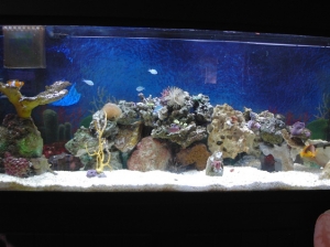 6 1 09 New Tank with new frags. Before 3 reef.