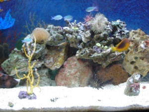 6 1 09 New Tank with new frags. Before 3 reef. (1)