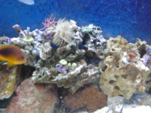 6 1 09 New Tank with new frags. Before 3 reef. (3)