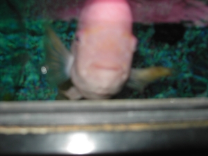 "FEED ME NOW!"