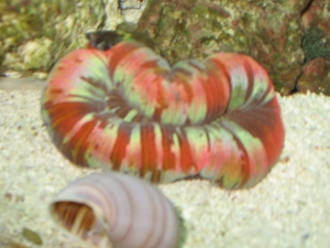 Red Brain