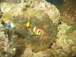 Clarkii's in BTA