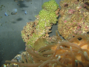 Green Zoa's