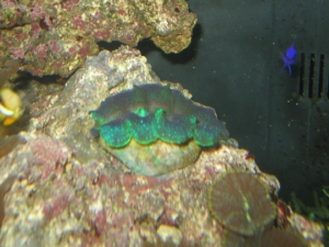 Clam under flash