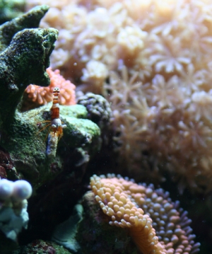 Hungry sexy shrimp