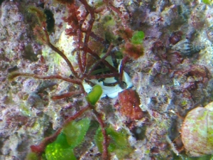 kelp