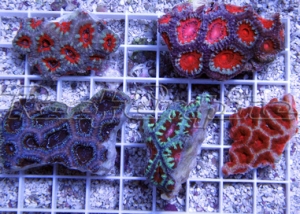 8 acan 5 pack 001