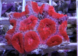 198 acan 001