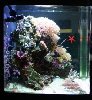 New starfish