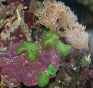 The new Bicolor Blenny, Billy, who doesn't want his picture taken yet.