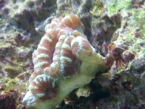 Acan