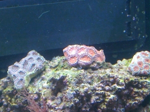 Acan Trio