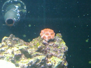 Acan