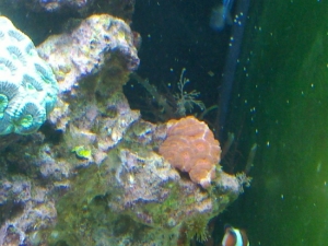 Acan