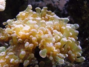 Frogspawn Coral  "Close Up"