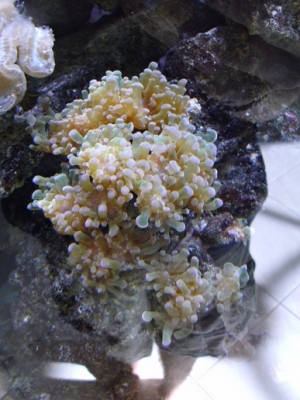 Frogspawn Coral