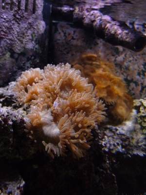 Elegance Coral