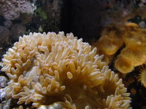 Elegance Coral "Close Up"