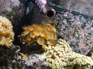 Button Polyp