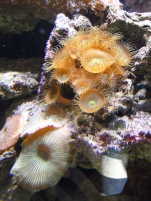 Button Polyp "Close Up"