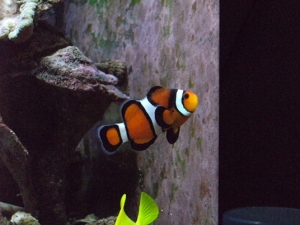 My Clown Fish