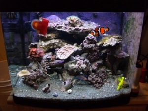 The Tanks new set up