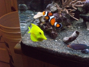 My Yellow tang, Clown fish, and Six-line wrass