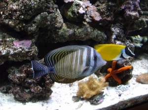 Sailfin Tang & A foxface