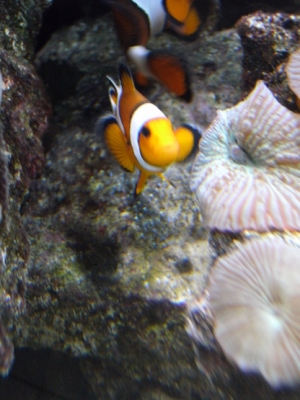 Ocellaris Clownfish With there babes
