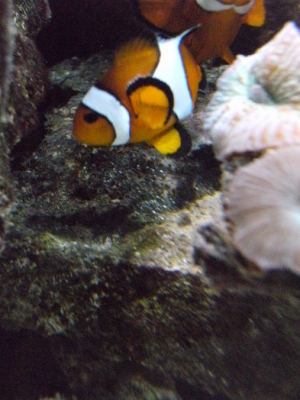 Ocellaris Clownfish With there babes