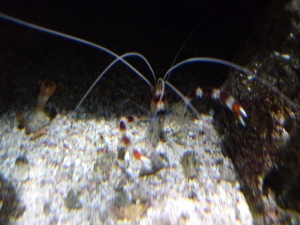 Banded Coral Shrimp