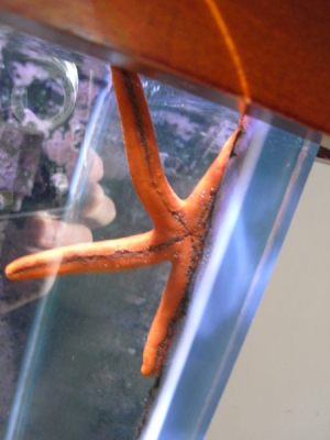 Starfish