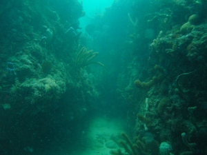 Nice reef we were on