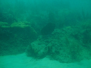 Love the Ledge of reef's