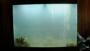 tank bubbles