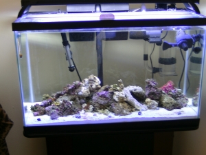 My 29 gallon with live rock 3/31/10