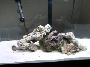 3/09/10 Our Second Batch of Live Rock W/2 Turbo Snails