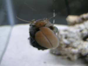 Turbo Snail