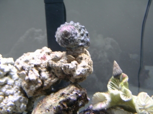 turbo snail and  blue legged crab