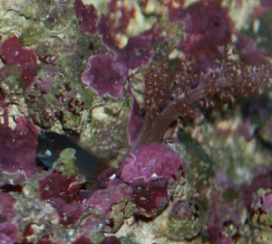 New Billy The Blenny pic