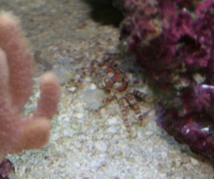 PomPom crab who used to live in the PicoTope