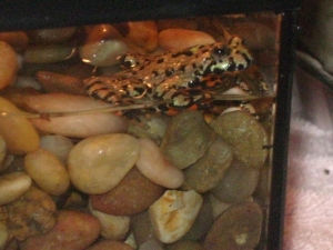 toad 2